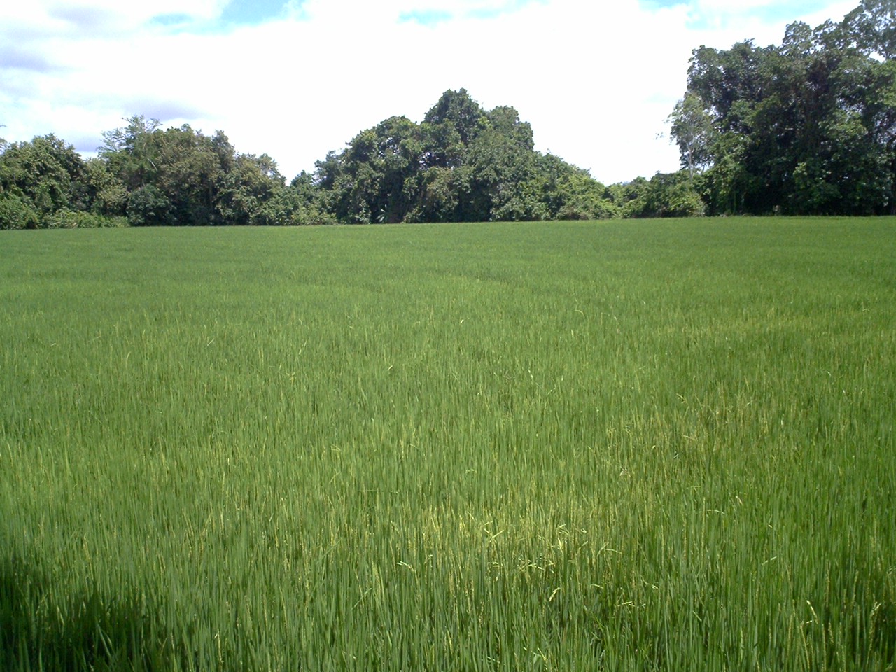 dipartimento di Tolima