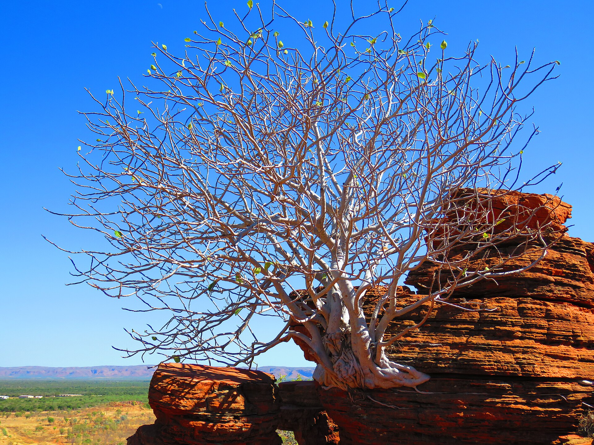 Kununurra