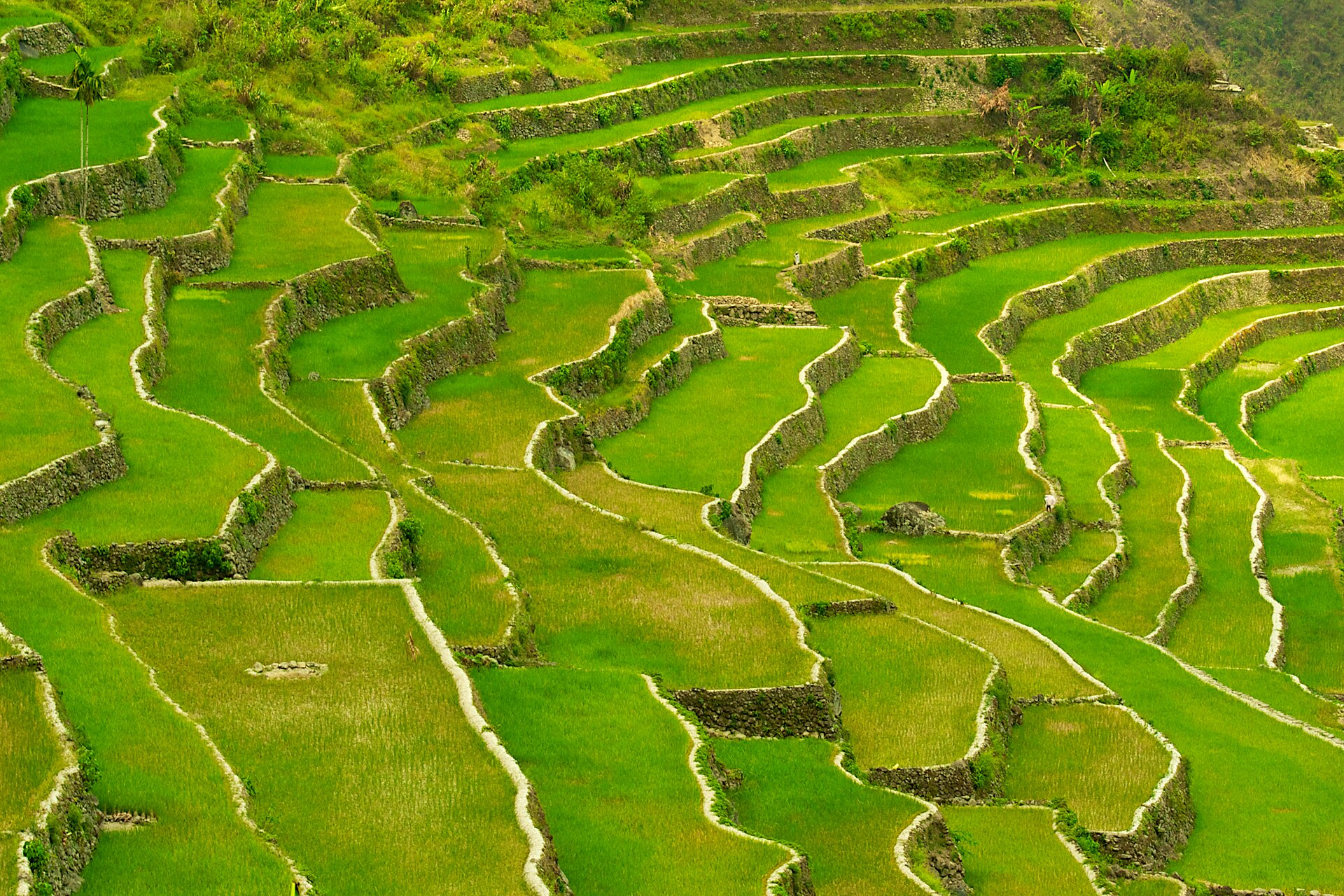 Luzon