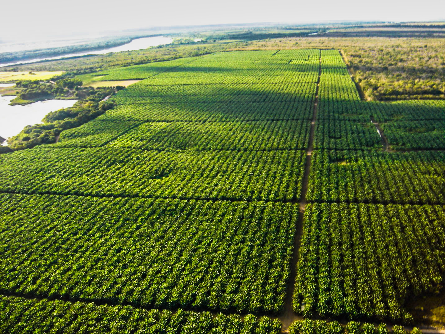 Petrolina