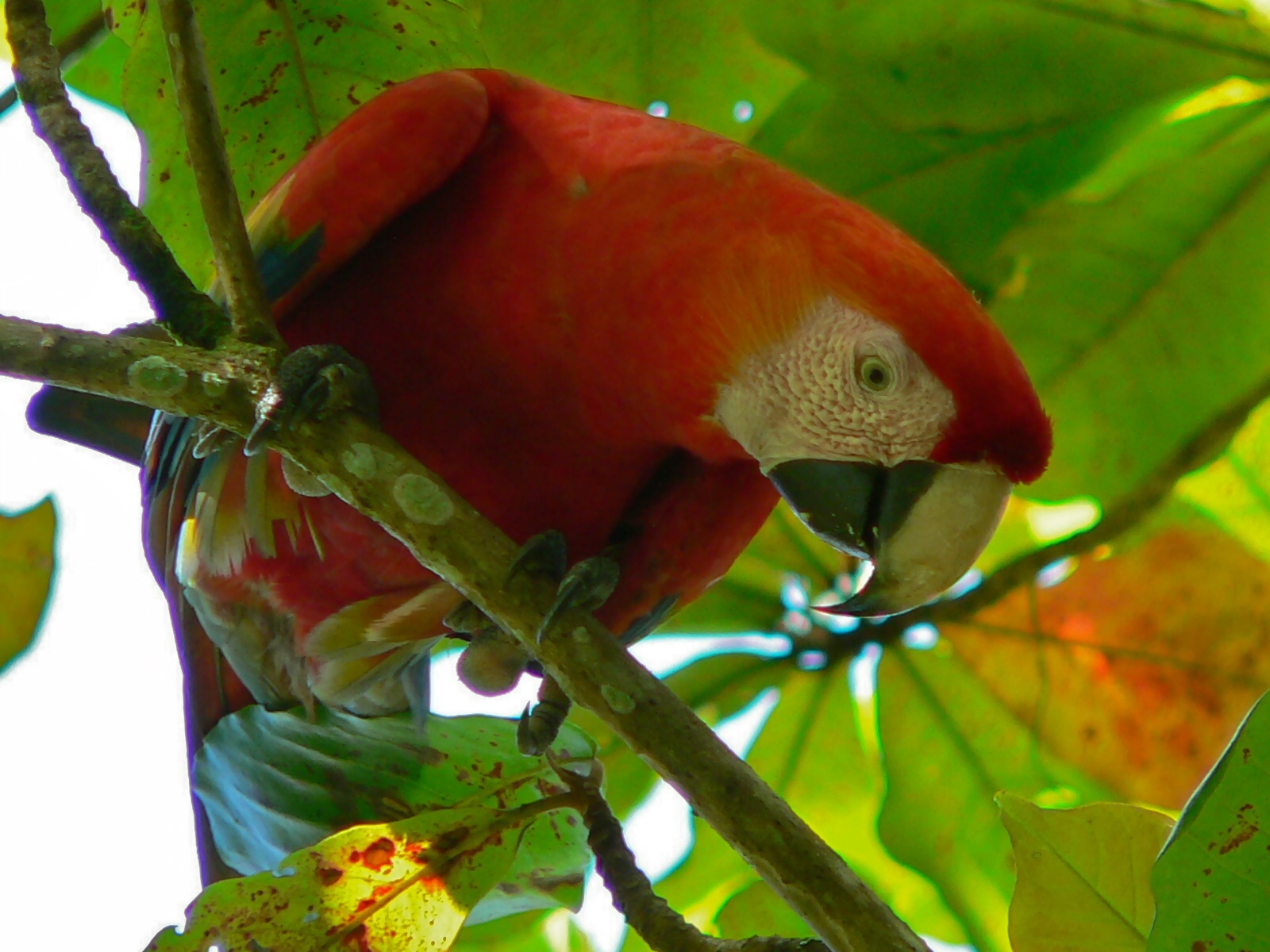 Puerto Jimenez