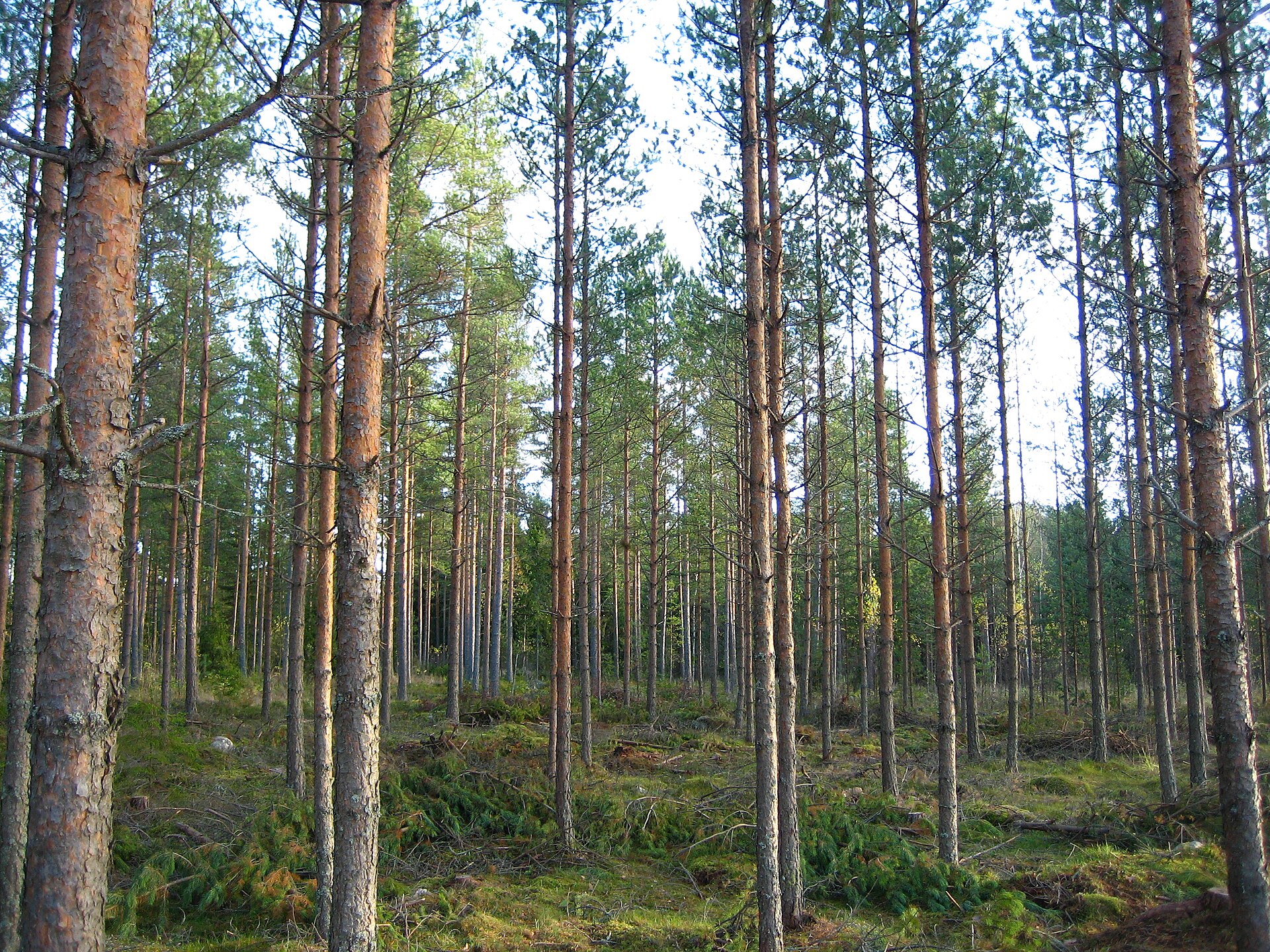 Satakunta