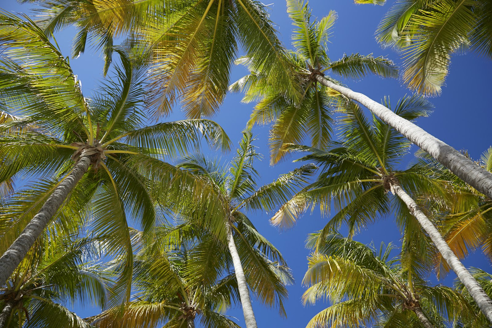 Guadeloupe